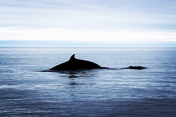 Baleine-de-Tadoussac