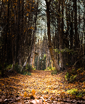 lour-brun-cache