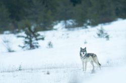 rencontre_avec_le_sauvage
