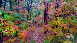 sentierautomne_ul