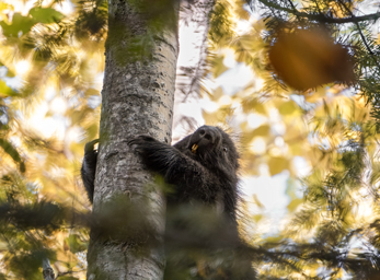 faune canadienne