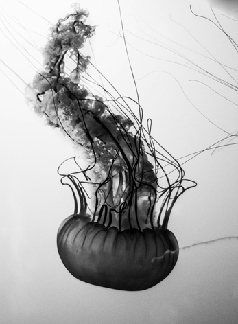 meduse