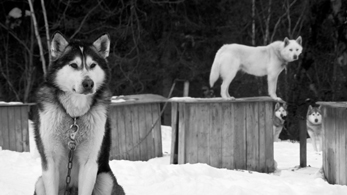 chienssaguenay