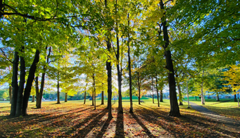 louis-jacques-casault-forest
